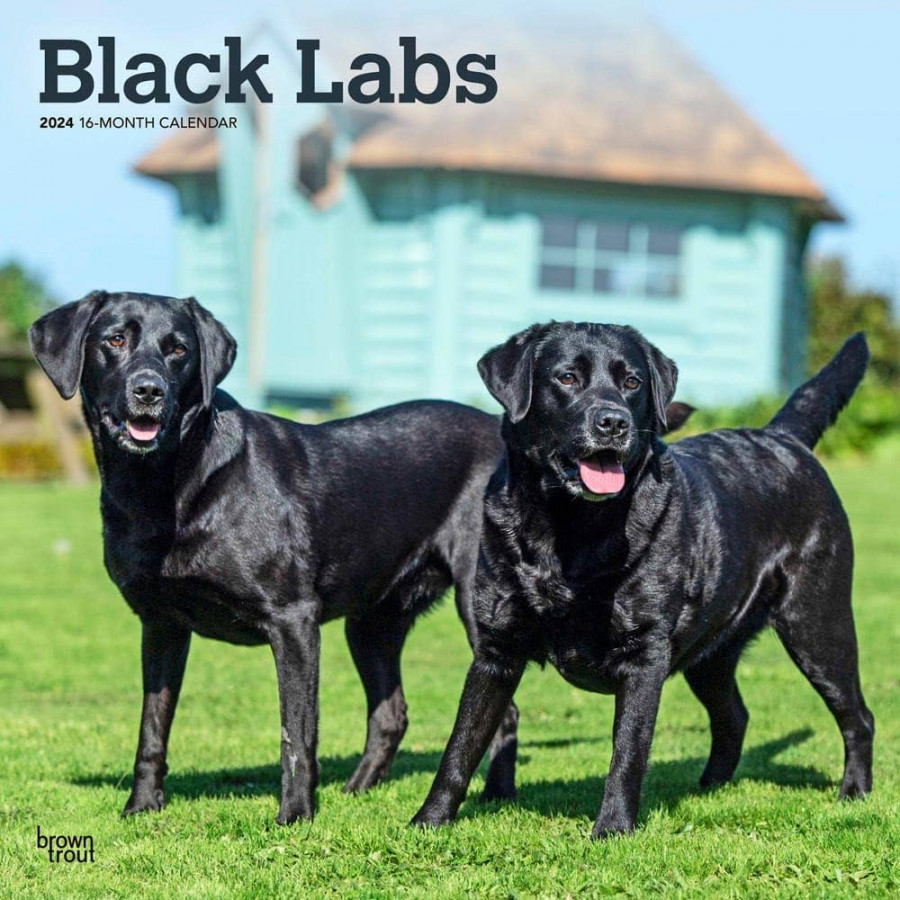 Black Labrador Retrievers x Inch Monthly Square Wall Calendar BrownTrout Animals Dog Breeds