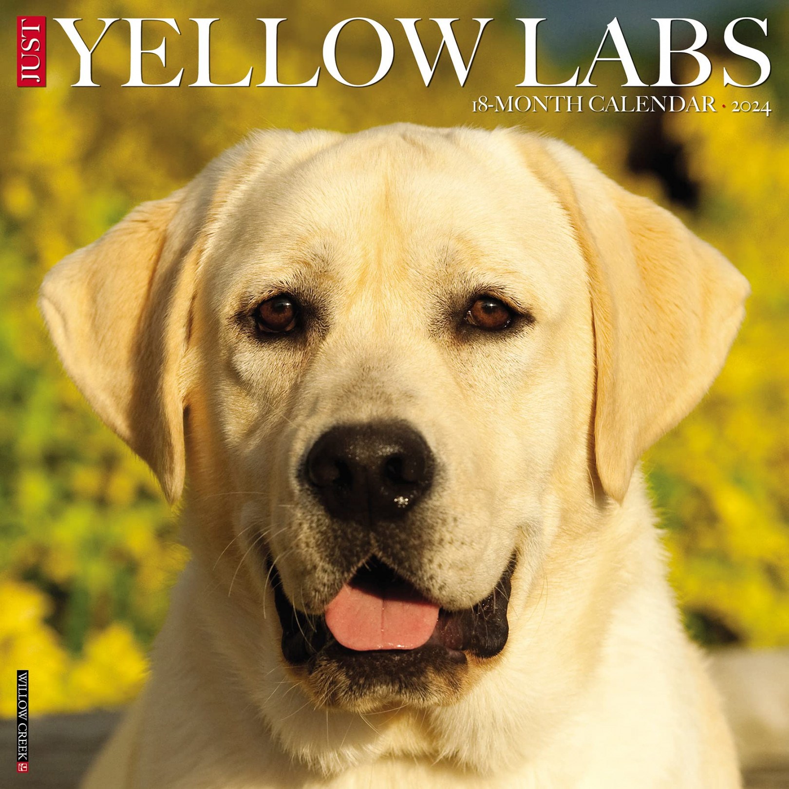 Just Yellow Labs Calendar