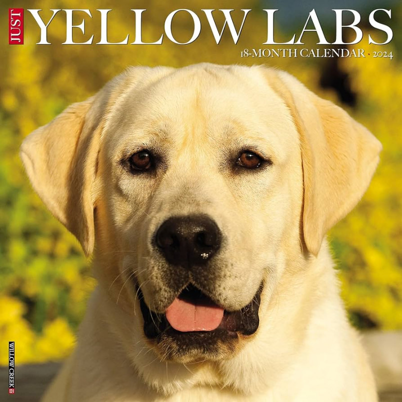 Just Yellow Labs  Calendar